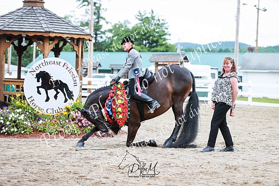 23 Northeast Friesian Horse Classic