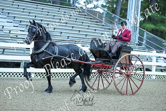 24 Northeast Friesian Horse Classic