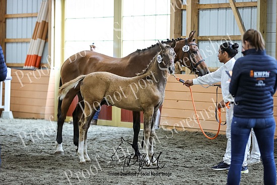 25 Dutch Warmblood Keuring Shooting Star Farm, NH